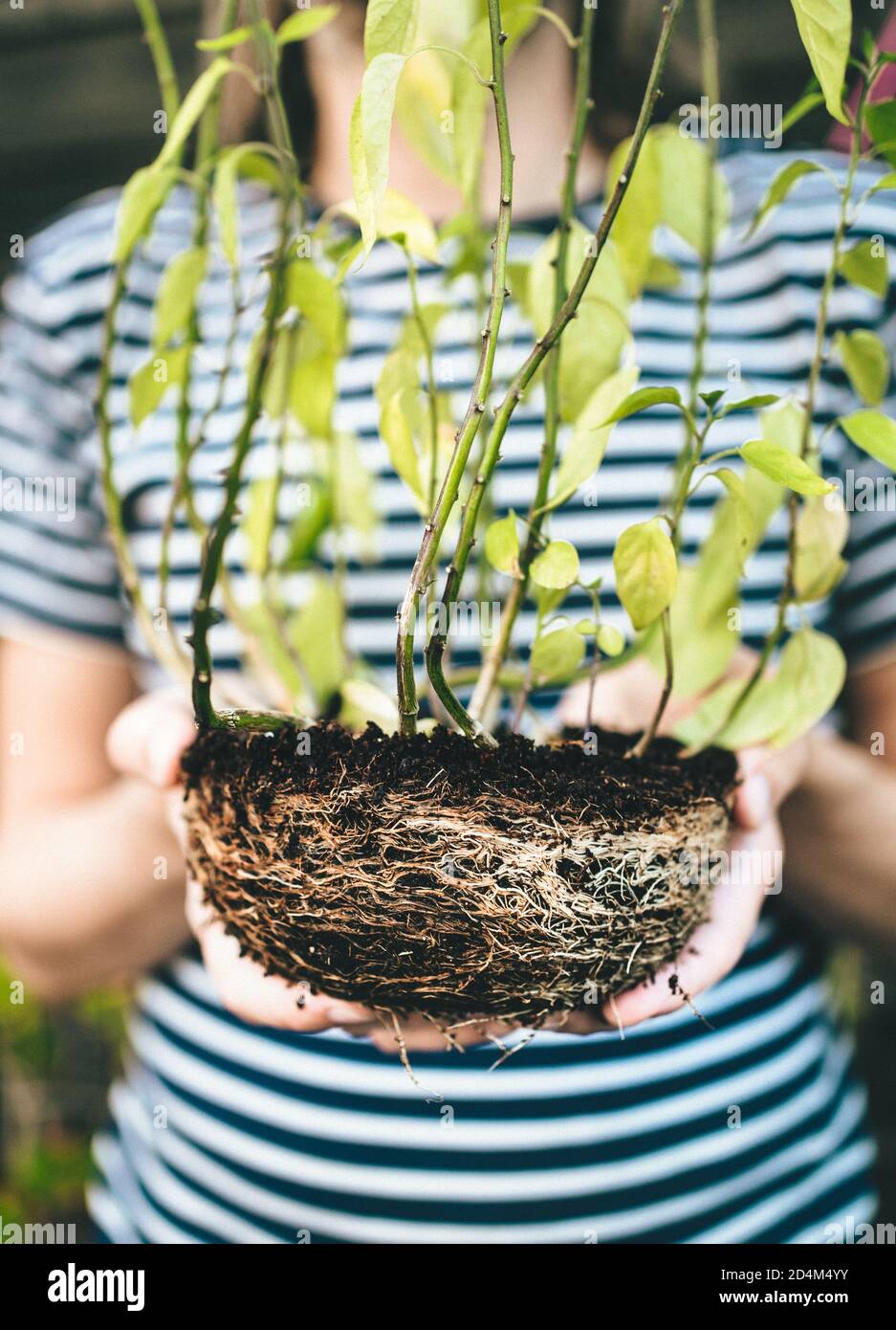 Cropped view of human hands holding a plant with visible roots and soil Stock Photo