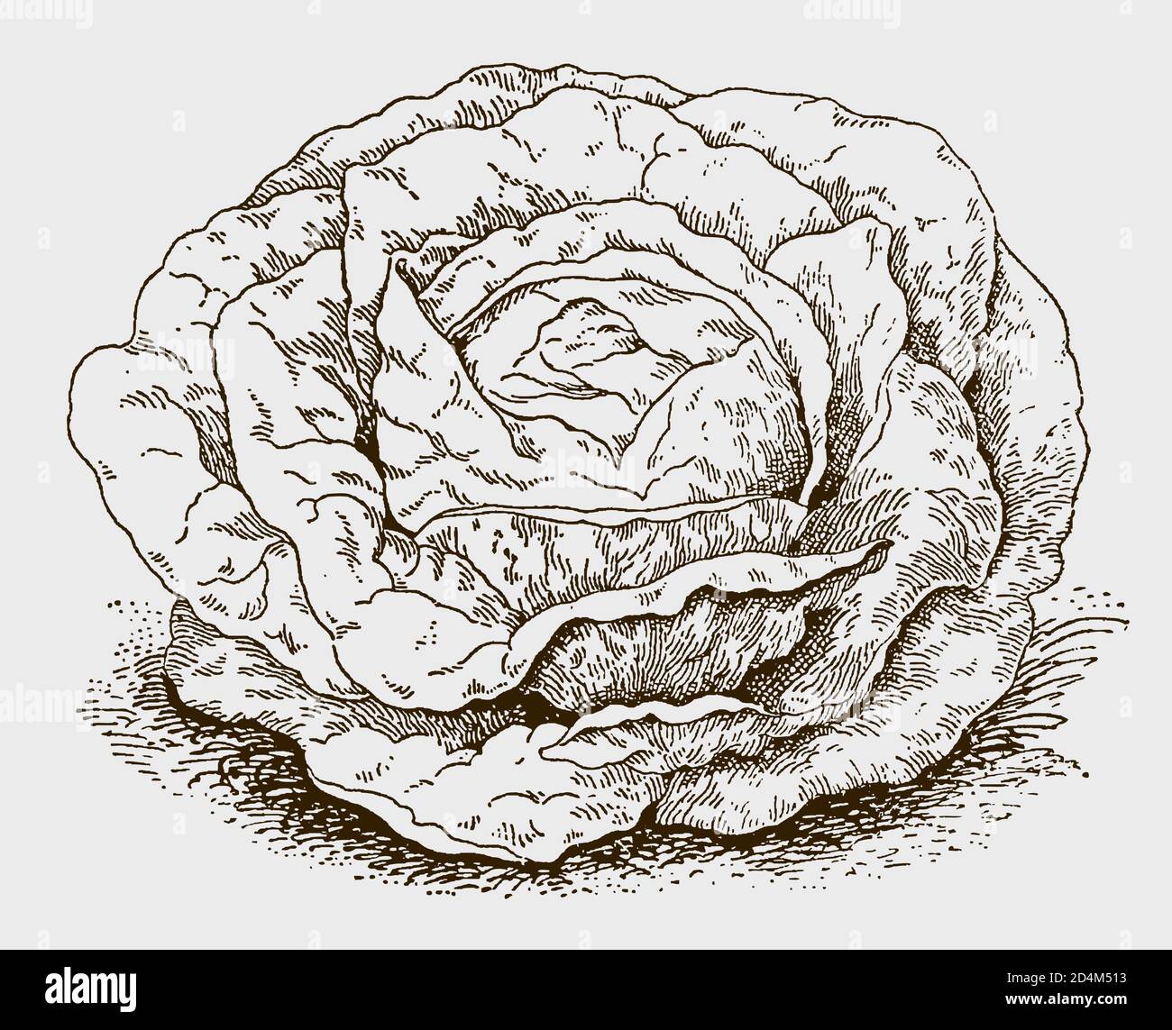 Isolated head lettuce. Illustration after an antique engraving from the 19th century Stock Vector