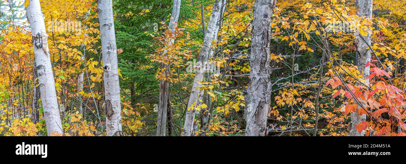 Autumn fall foliage in forest Stock Photo - Alamy