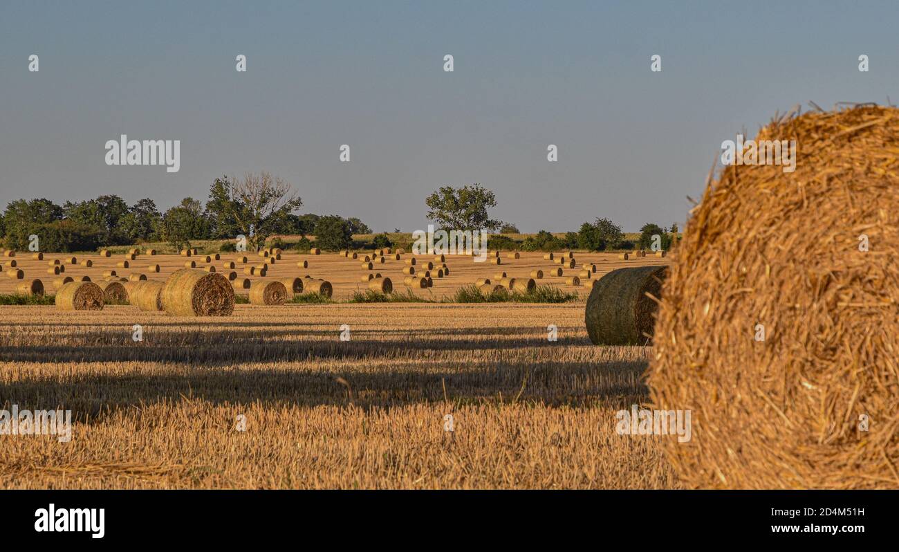 Agricultural scene in rural Brandenburg, Germany in late summer Stock Photo