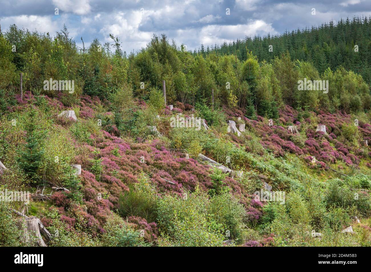 An autumnal landscape HDR image of Heather, Ling or Erica,covered ground in Kielder Forest in Northumberland, England. 09 September 2020 Stock Photo