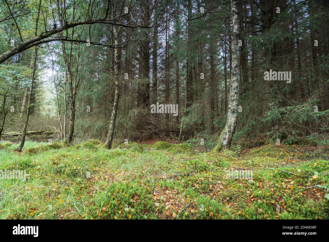 An autumnal landscape HDR image of moss covered ground in Kielder Forest in Northumberland, England. 09 September 2020 Stock Photo