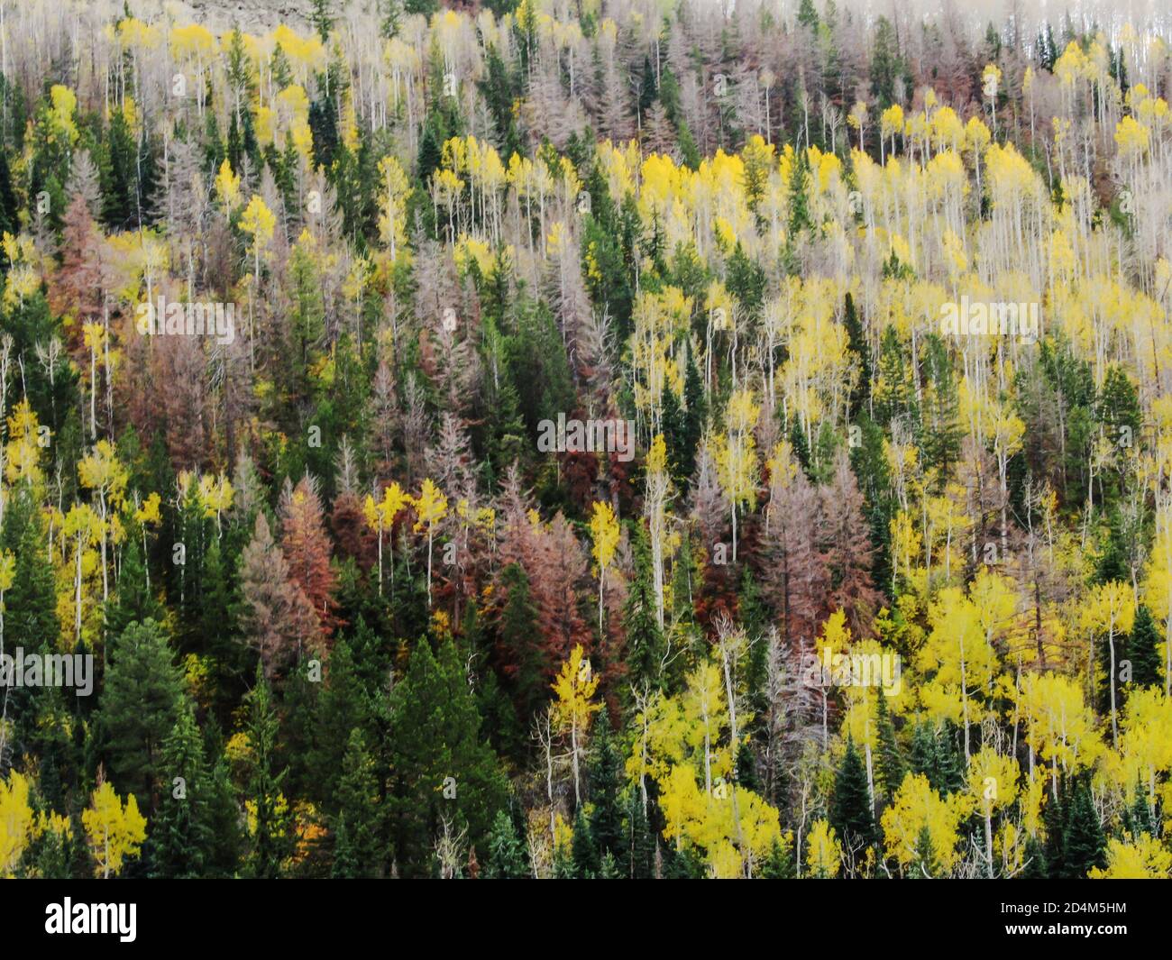 The forested slopes the La Sal Mountains of western Utah, USA, covered in Yellow colored Quaking Aspen, Dark green Douglas-fir and various dead pine t Stock Photo