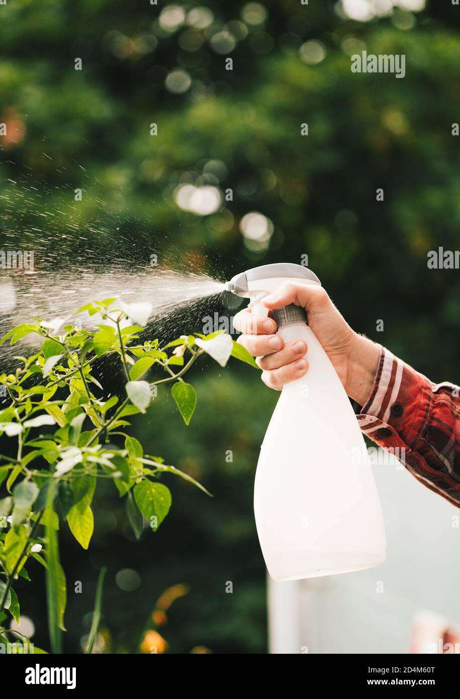 Unrecognisable person watering plants with a spray dispenser Stock Photo