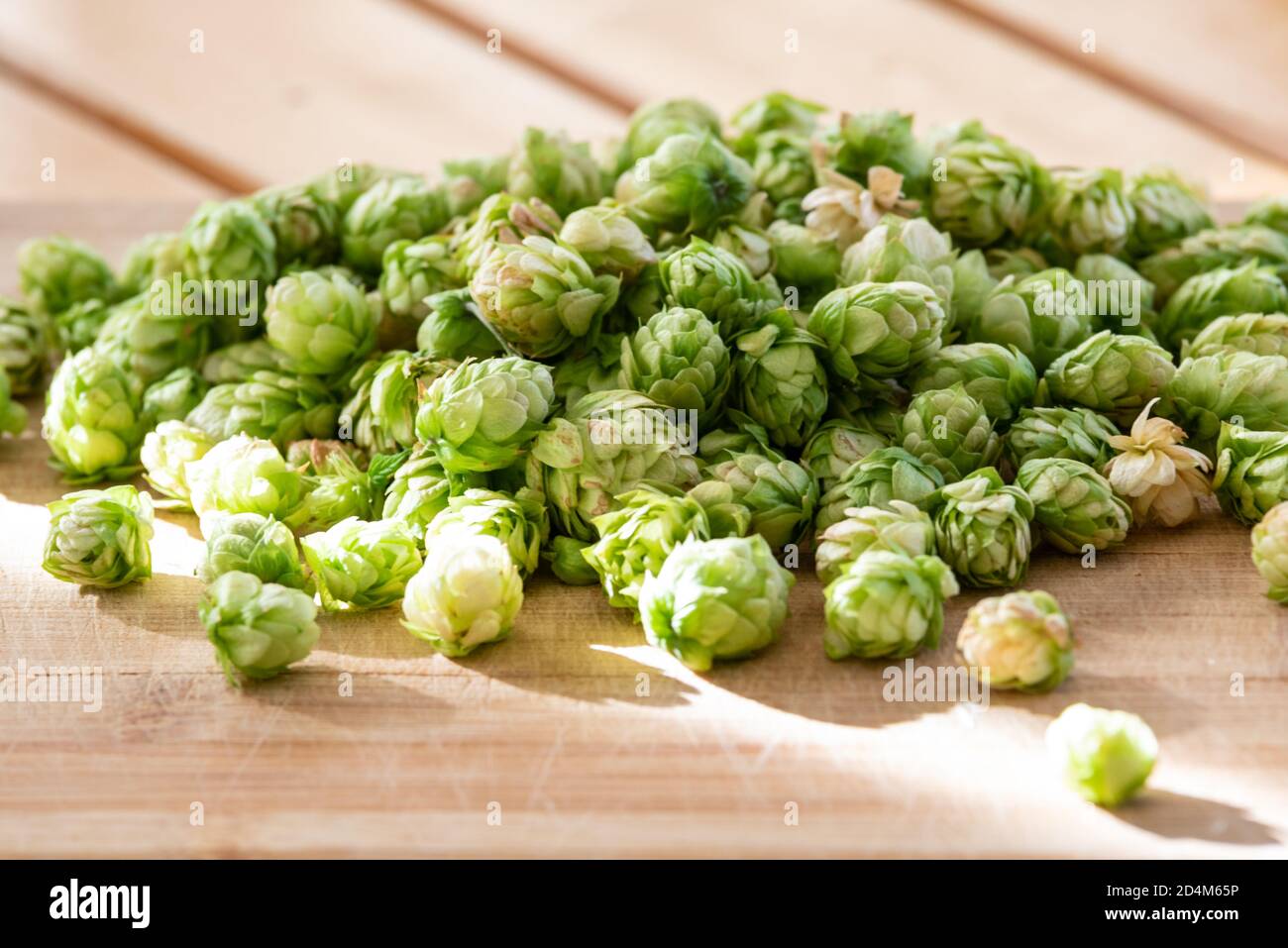 Hops are one of the main ingredients of beer. Stock Photo