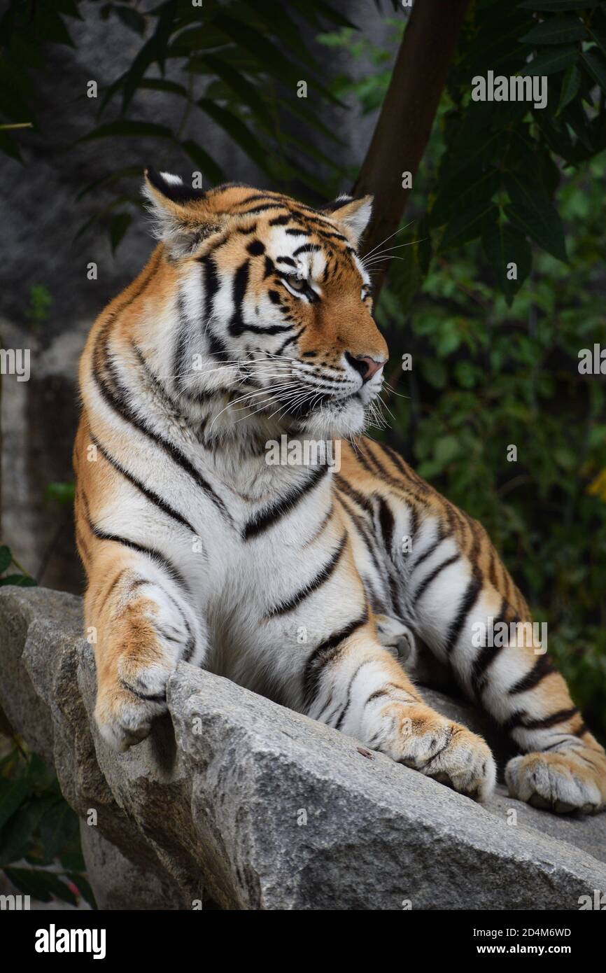 Close up portrait of Amur (Siberian) tiger in forest, looking at