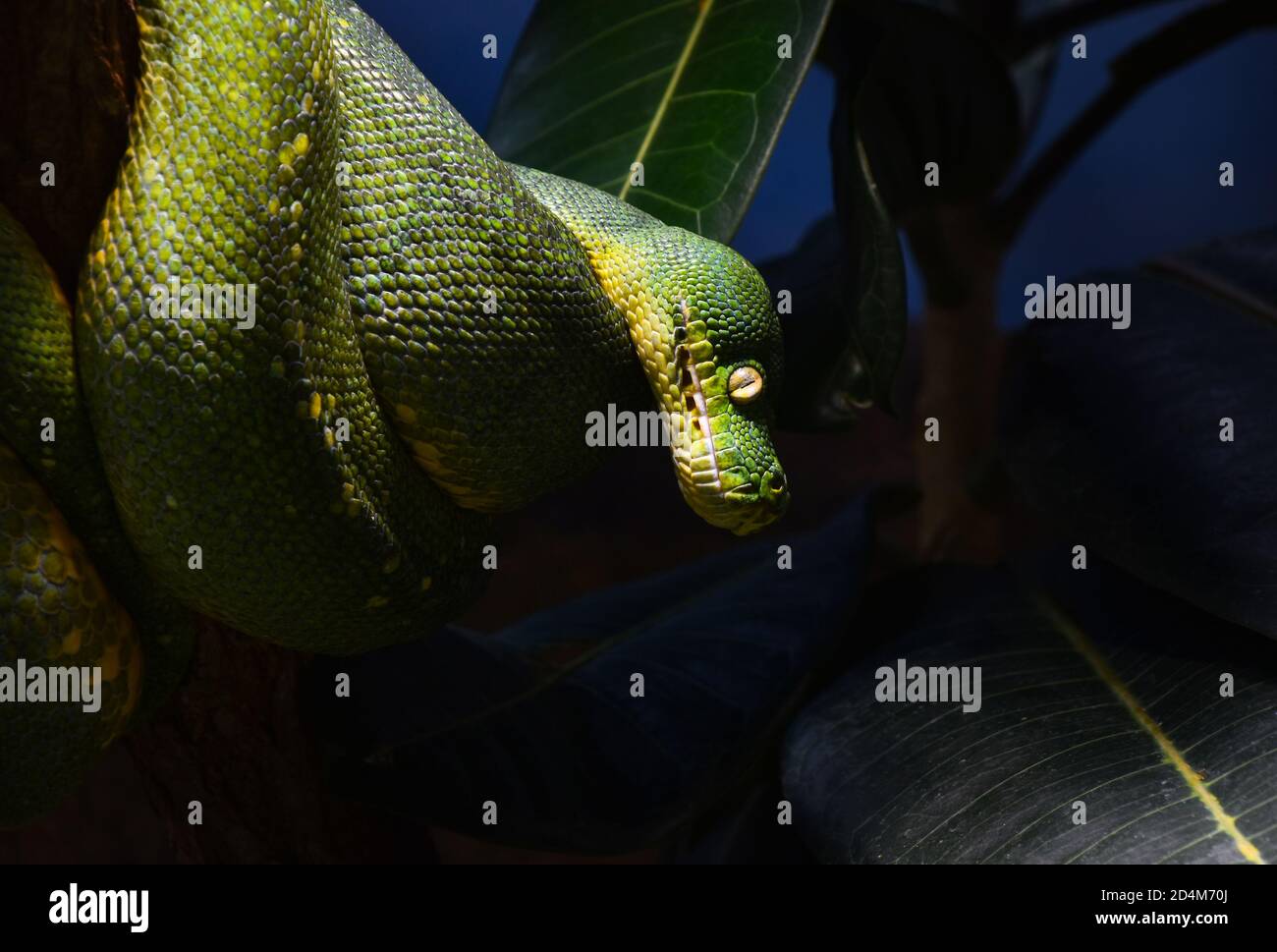 Close up side profile portrait of beautiful Green tree python (Morelia ...