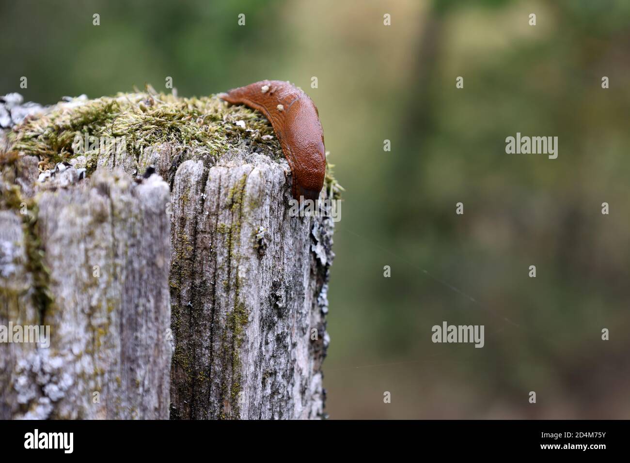 A slug creeps slowly in the garden Stock Photo
