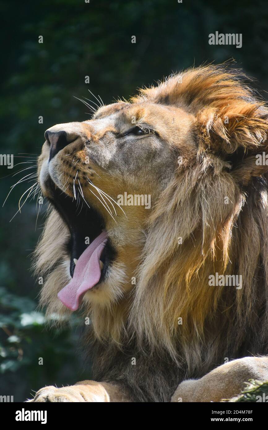 Male lion roar side view hi-res stock photography and images - Alamy
