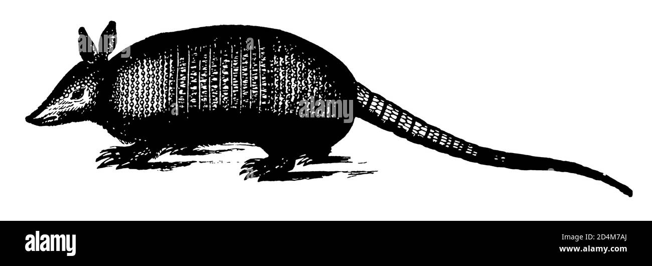 Antique 19th-century engraving of an armadillo (isolated on white). Published in Systematischer Bilder-Atlas zum Conversations-Lexikon, Ikonographisch Stock Photo