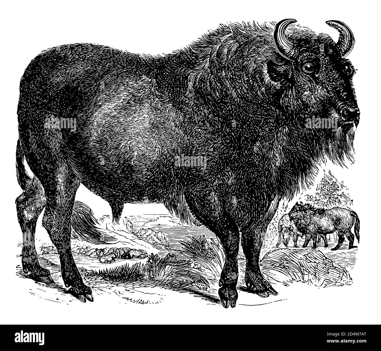19th-century engraving of an aurochs (isolated on white). Published in Systematischer Bilder-Atlas zum Conversations-Lexikon, Ikonographische Encyklop Stock Photo
