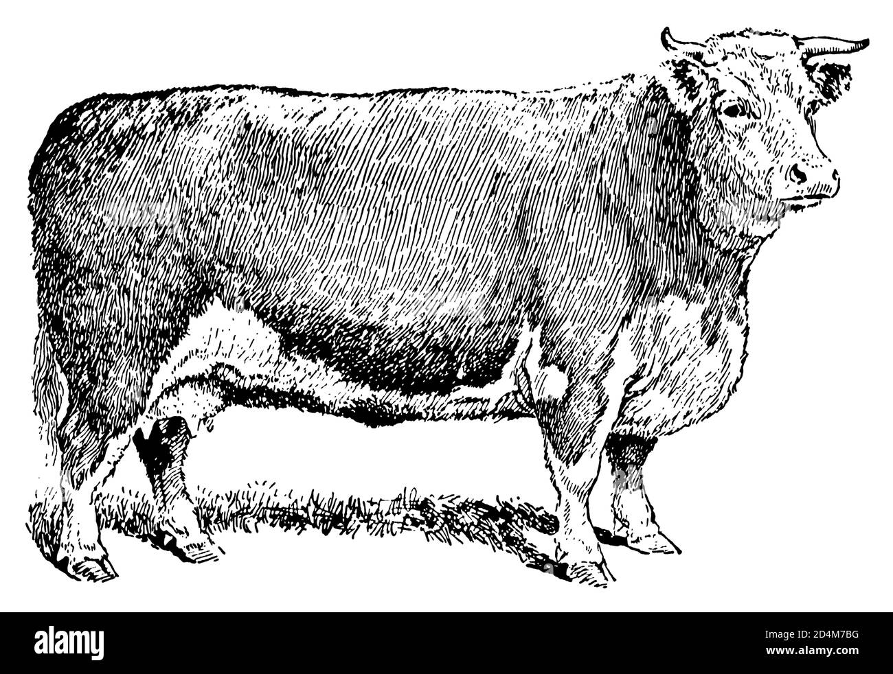 Vintage engraving of a cow (isolated on white). Published in Systematischer Bilder-Atlas zum Conversations-Lexikon, Ikonographische Encyklopaedie der Stock Photo