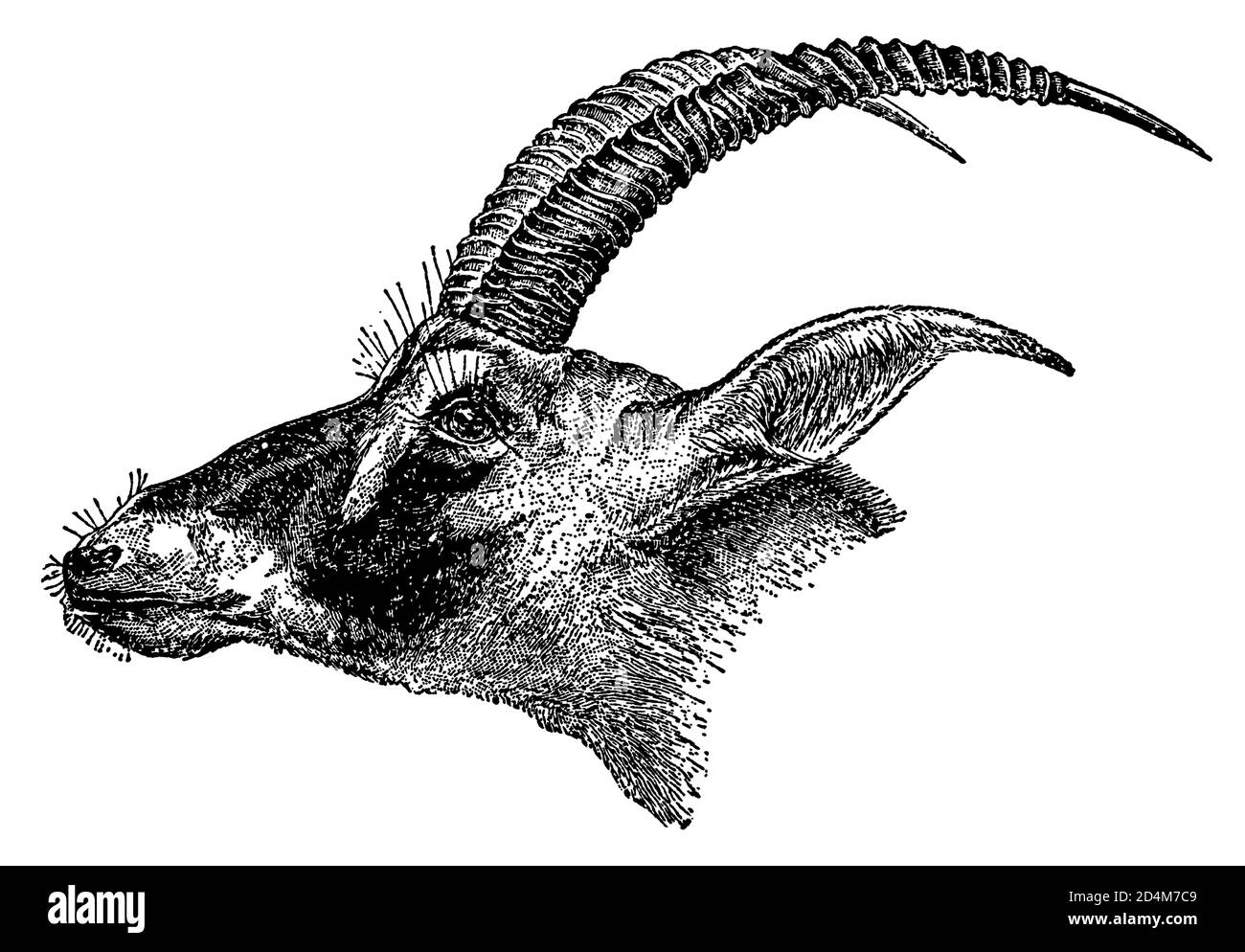Antique engraving of a goat' head (isolated on white). Published in Systematischer Bilder-Atlas zum Conversations-Lexikon, Ikonographische Encyklopaed Stock Photo