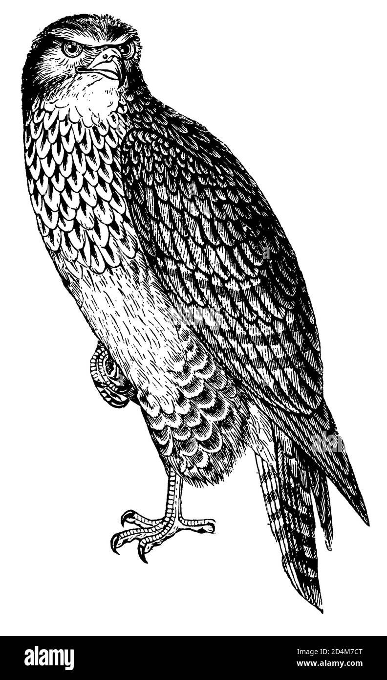 Antique 19th-century engraving of a buzzard (isolated on white). Published in Systematischer Bilder-Atlas zum Conversations-Lexikon, Ikonographische E Stock Photo
