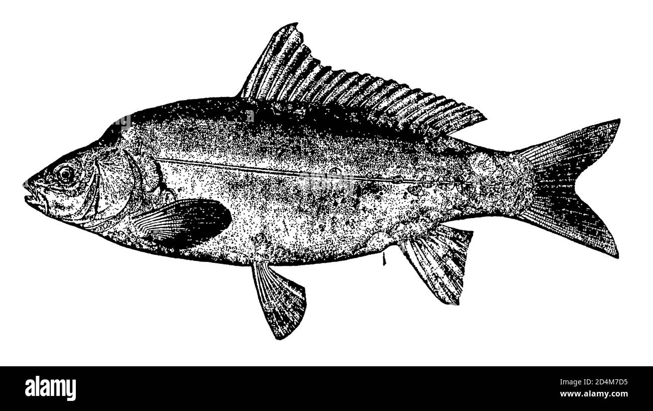 Vintage illustration of a carp fish (isolated on white). Published in Systematischer Bilder-Atlas zum Conversations-Lexikon, Ikonographische Encyklopa Stock Photo