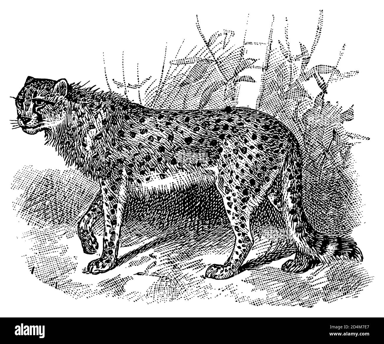 Antique engraving of a cheetah (isolated on white). Published in Systematischer Bilder-Atlas zum Conversations-Lexikon, Ikonographische Encyklopaedie Stock Photo
