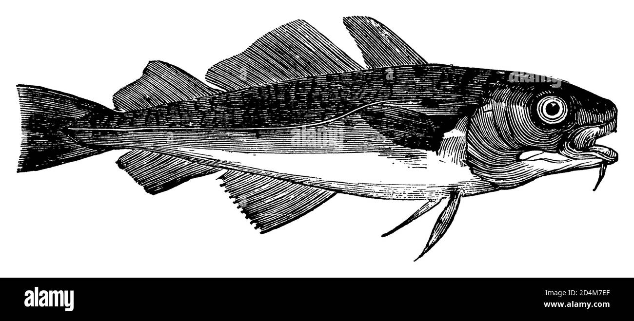 Vintage 19th-century illustration of a cod fish (isolated on white ...