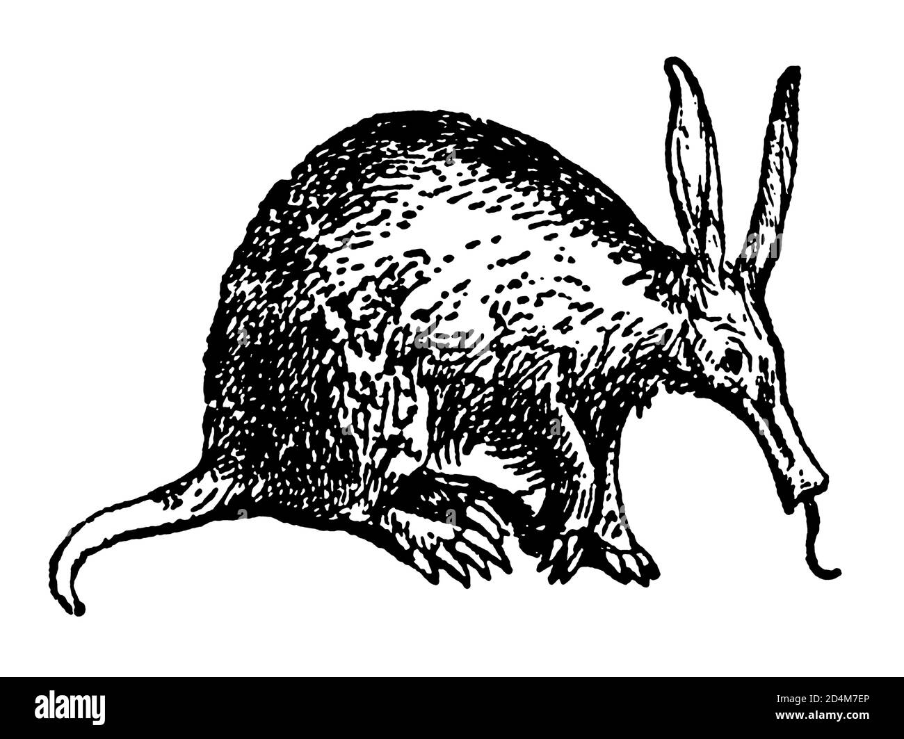 Vintage engraving of an antbear (isolated on white). Published in Systematischer Bilder-Atlas zum Conversations-Lexikon, Ikonographische Encyklopaedie Stock Photo