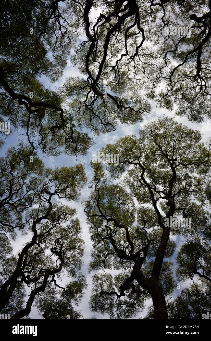 wide angle abstract shot of Tipuana tipu trees against the sky Stock Photo