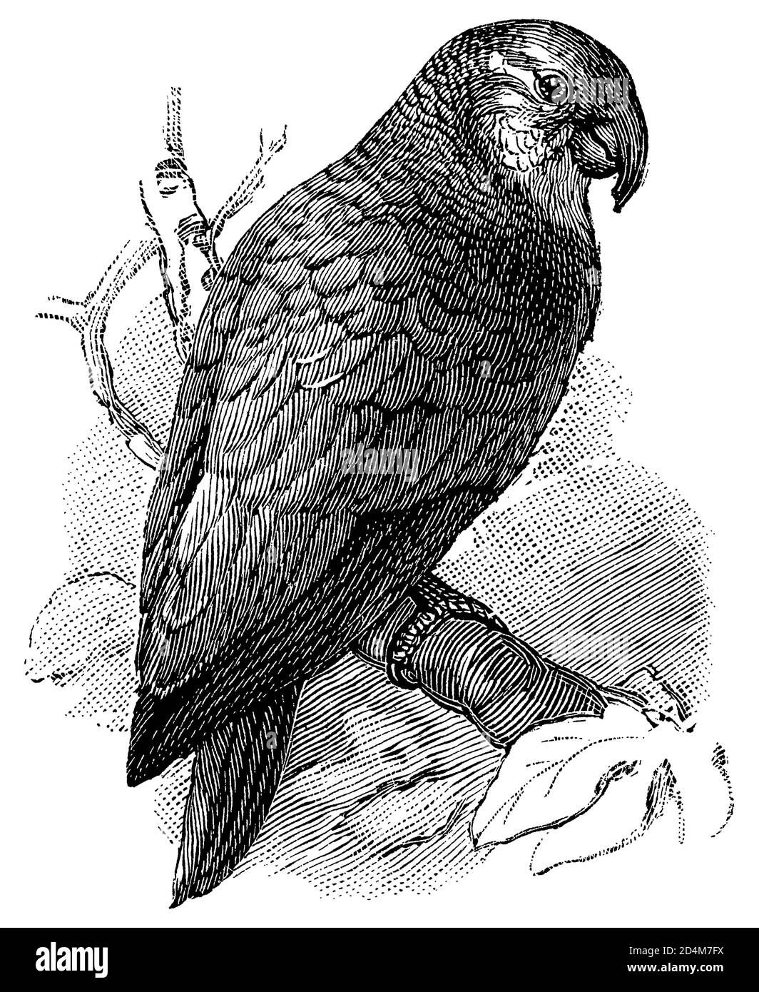 Antique illustration of an Amazon parrot (isolated on white). Published in Systematischer Bilder-Atlas zum Conversations-Lexikon Stock Photo