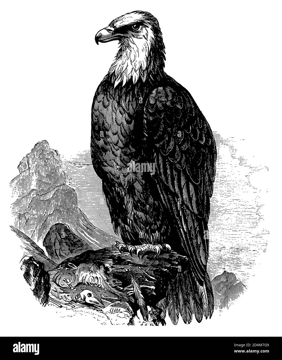Classic engraving of a bald eagle (isolated on white). Published in Systematischer Bilder-Atlas zum Conversations-Lexikon, Ikonographische Encyklopaed Stock Photo