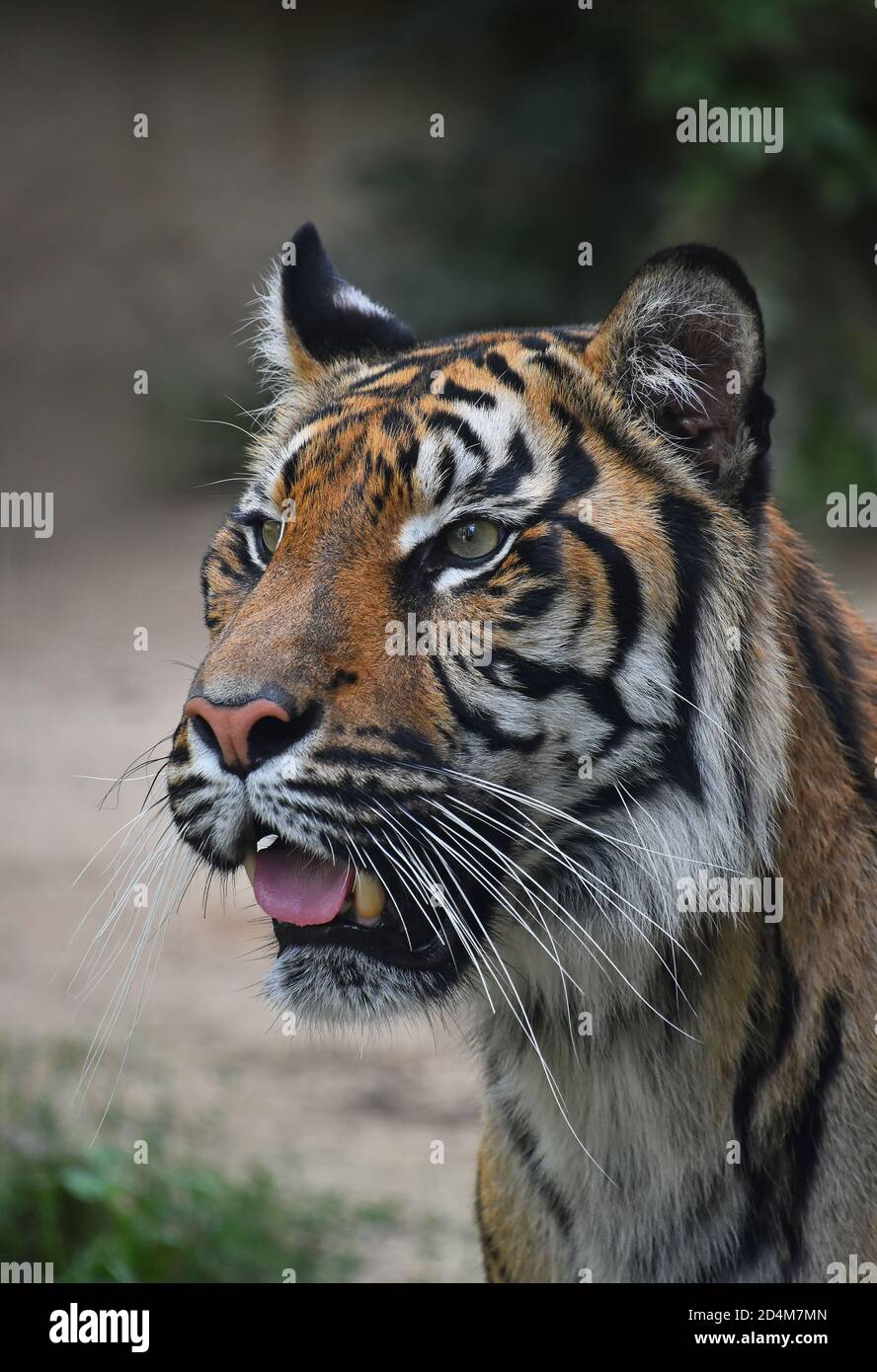 Close up portrait of one young Sumatran tiger (Panthera tigris sondaica) looking at camera alerted with mouth open, high angle view Stock Photo