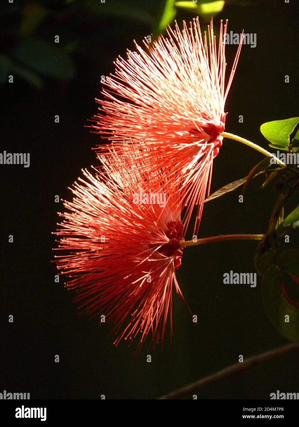 Vertical closeup shot of Calliandra emarginata flowers Stock Photo