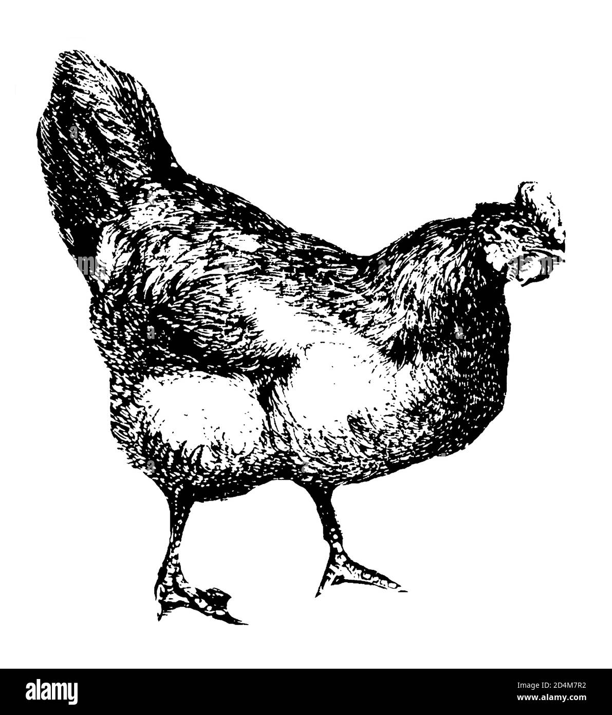 Classic illustration of a chicken (isolated on white). Published in Systematischer Bilder-Atlas zum Conversations-Lexikon, Ikonographische Encyklopaed Stock Photo