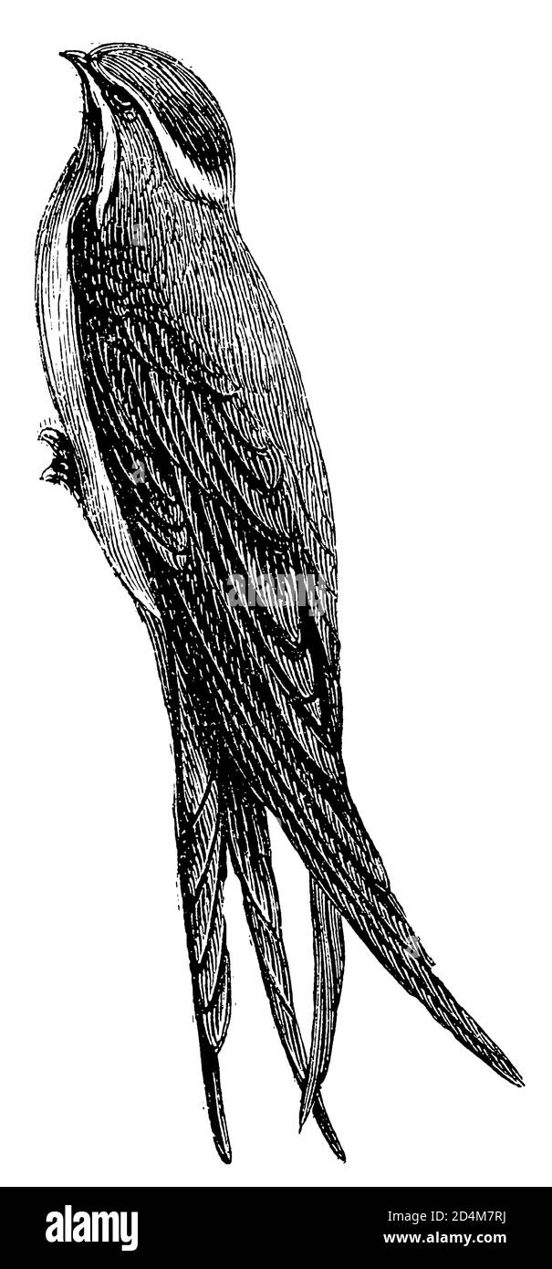 19th-century illustration of a cliff swallow (isolated on white). Published in Systematischer Bilder-Atlas zum Conversations-Lexikon, Ikonographische Stock Photo