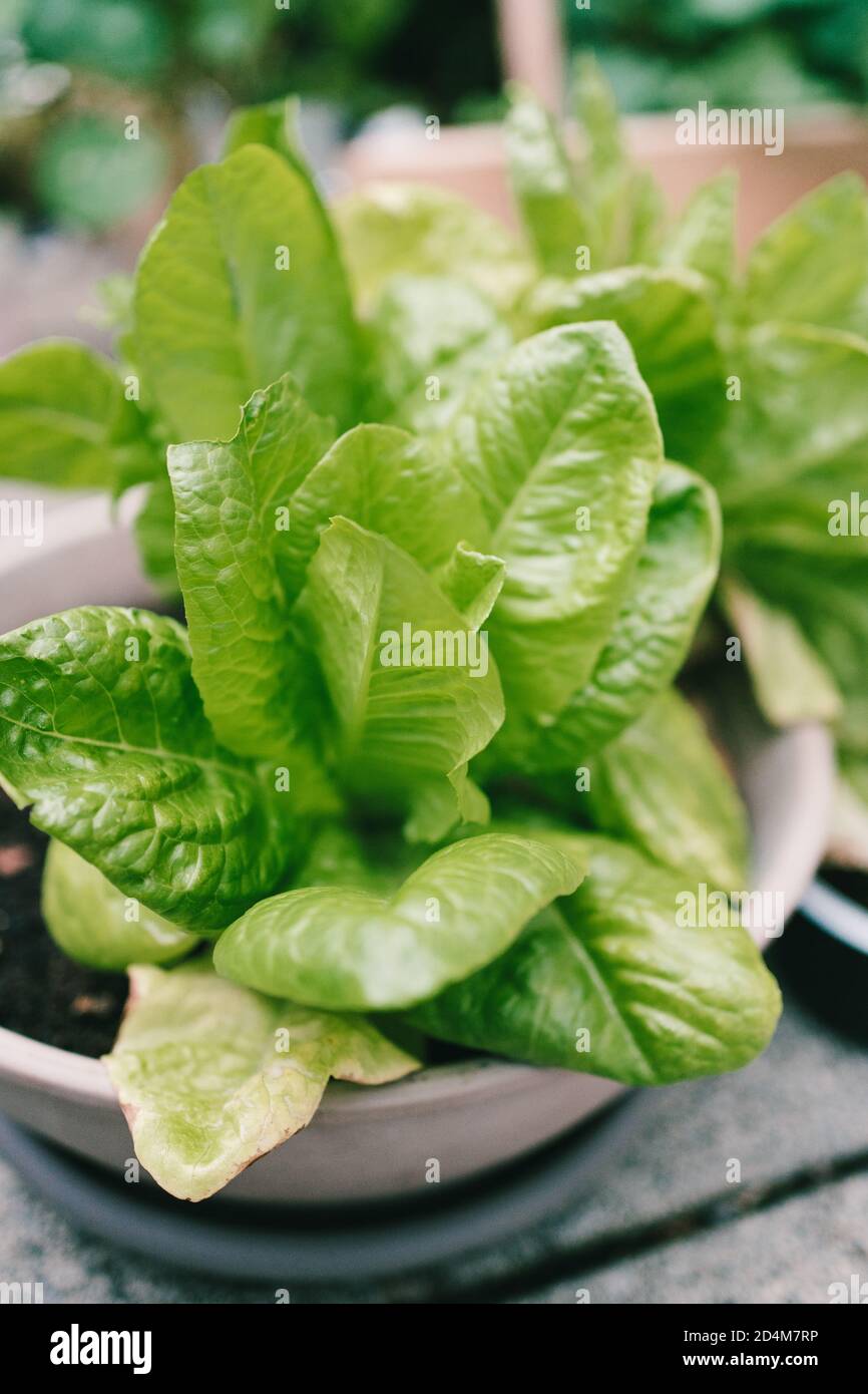 Green salad plant in a pot Stock Photo Alamy