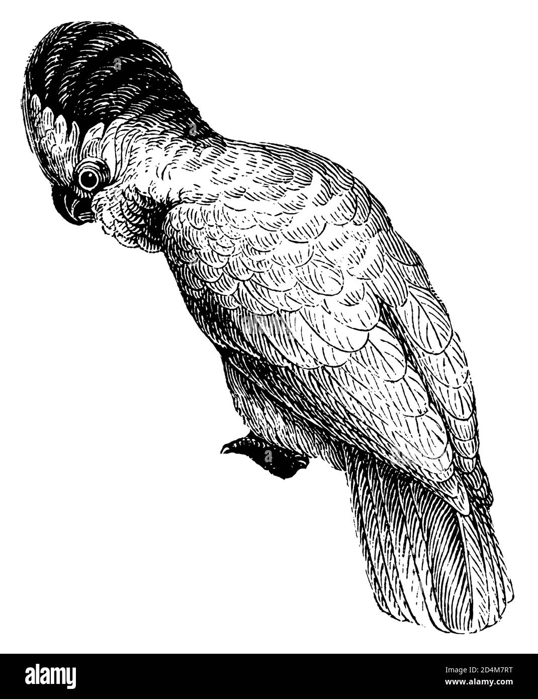 Vintage bird engraving of a cockatoo parrot (isolated on white). Published in Systematischer Bilder-Atlas zum Conversations-Lexikon Stock Photo