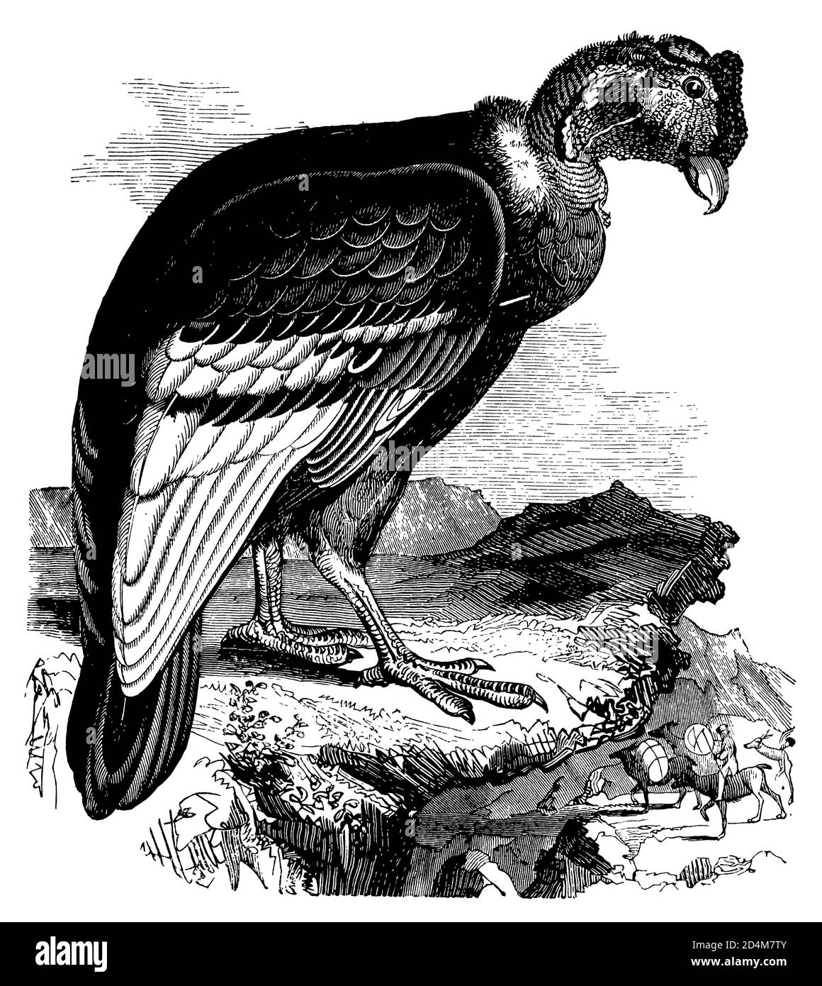 Classic engraving of a condor (isolated on white). Published in ...