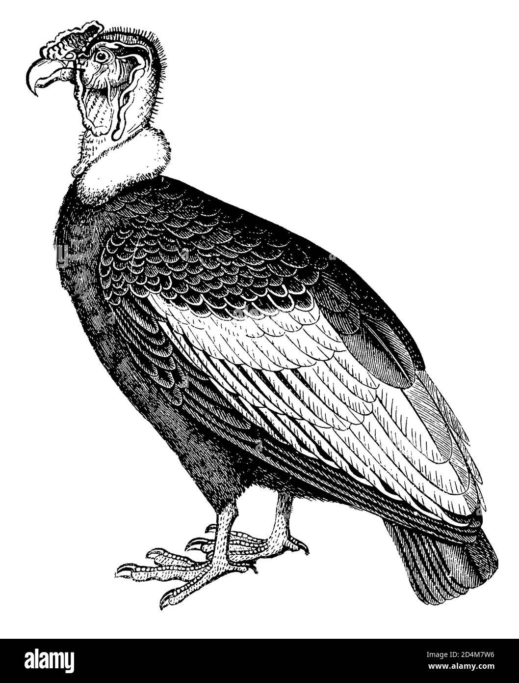 Antique 19th-century engraving of a vulture bird (isolated on white). Published in Systematischer Bilder-Atlas zum Conversations-Lexikon Stock Photo