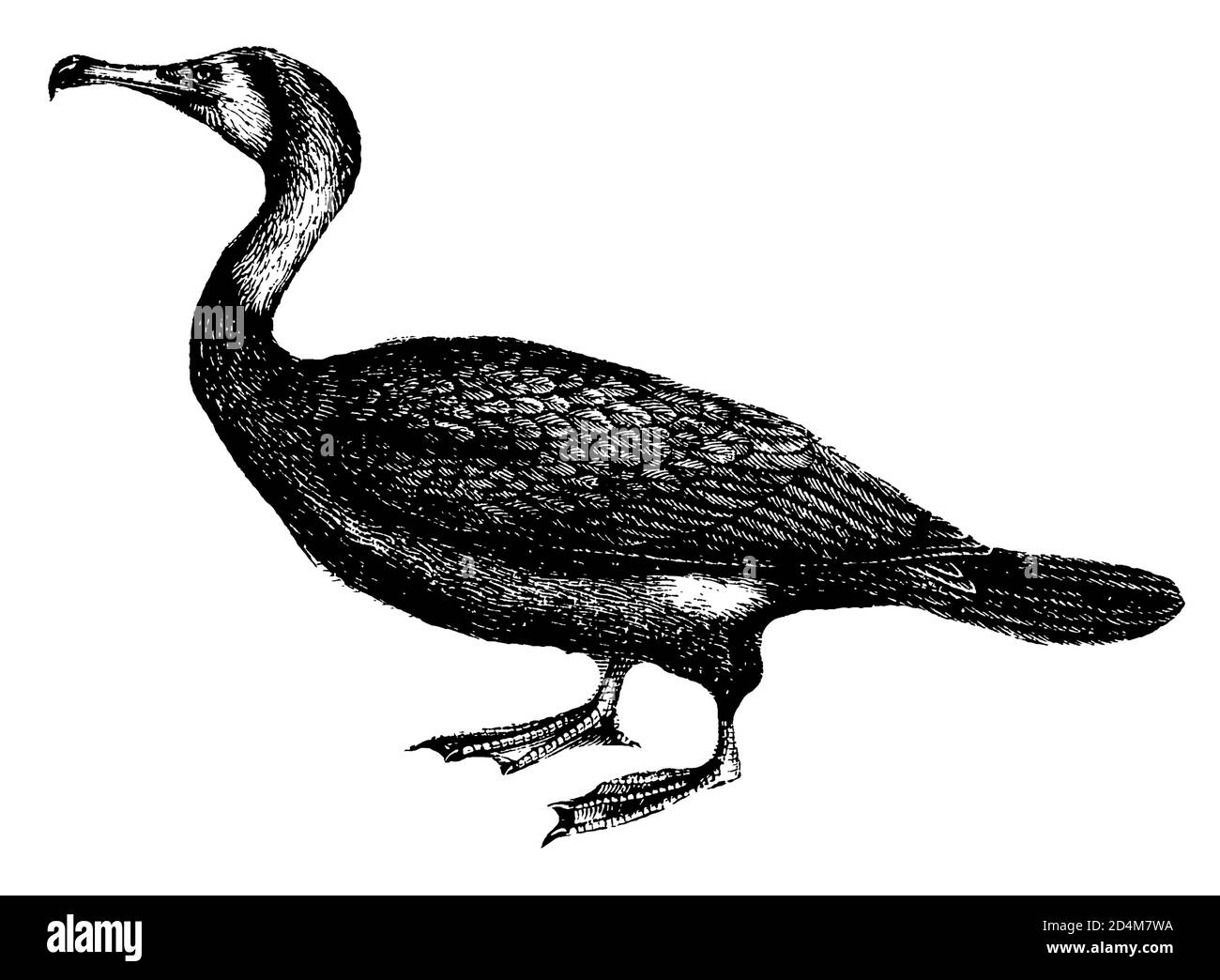 19th-century engraving of a cormorant (isolated on white). Published in Systematischer Bilder-Atlas zum Conversations-Lexikon, Ikonographische Encyklo Stock Photo