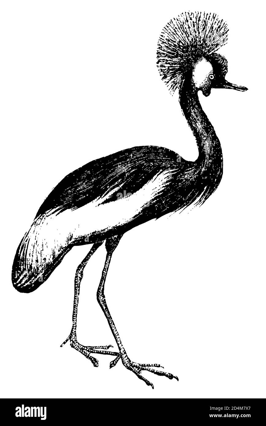19th-century engraving of a crowned crane bird (isolated on white). Published in Systematischer Bilder-Atlas zum Conversations-Lexikon Stock Photo