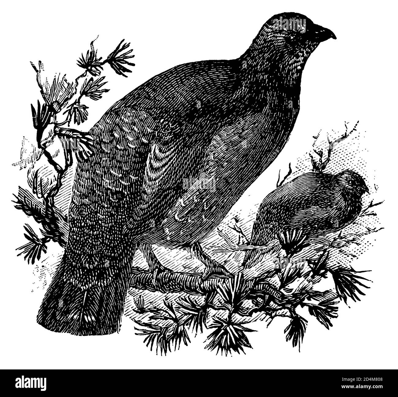 Antique engraving of a dusky grouse (isolated on white). Published in Systematischer Bilder-Atlas zum Conversations-Lexikon, Ikonographische Encyklopa Stock Photo