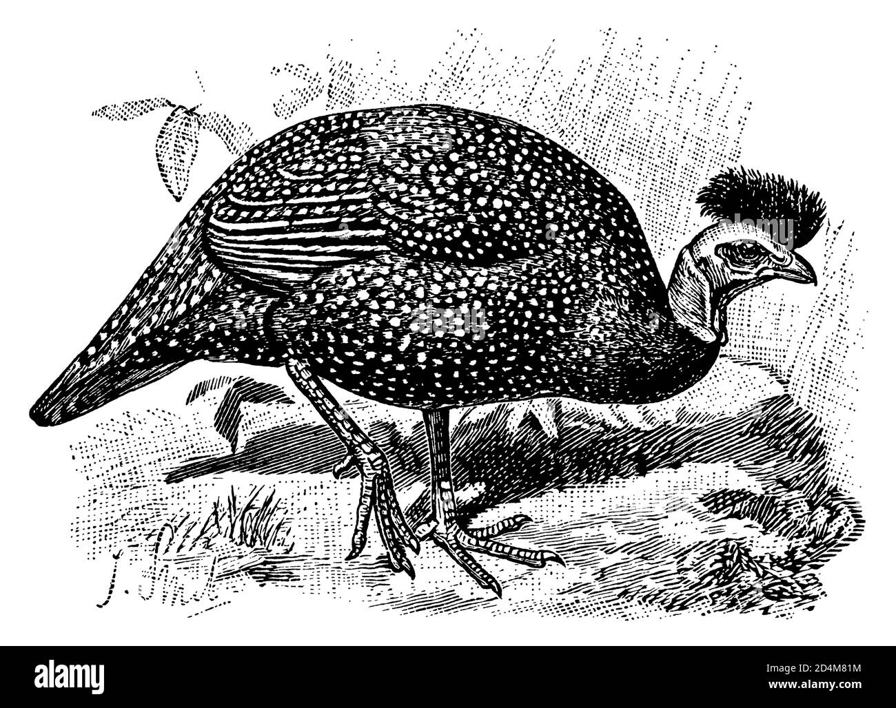 19th-century engraving of a guinea fowl (isolated on white). Published in Systematischer Bilder-Atlas zum Conversations-Lexikon, Ikonographische Encyk Stock Photo