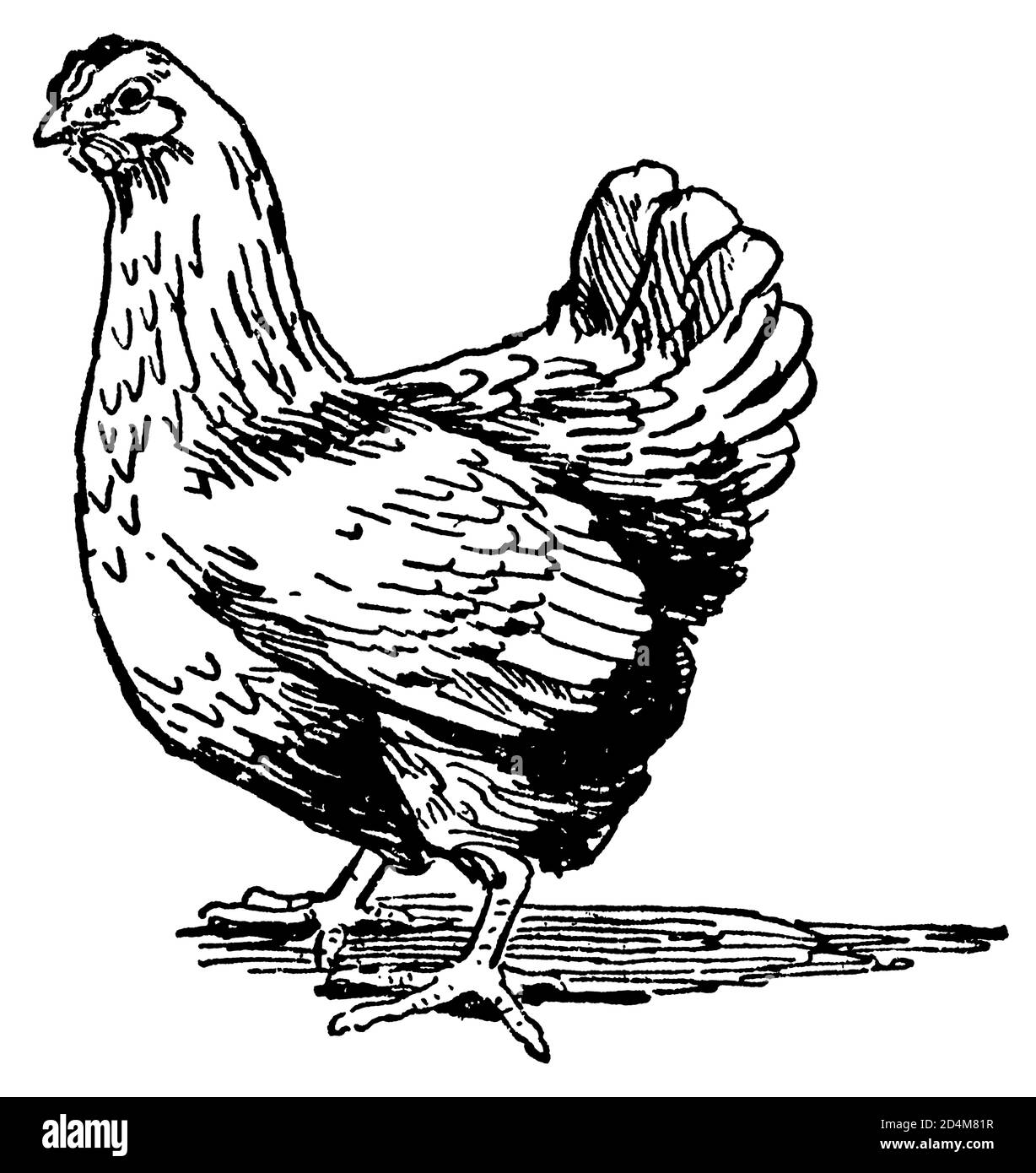 Antique engraving of a hen (isolated on white). Published in Systematischer Bilder-Atlas zum Conversations-Lexikon, Ikonographische Encyklopaedie der Stock Photo