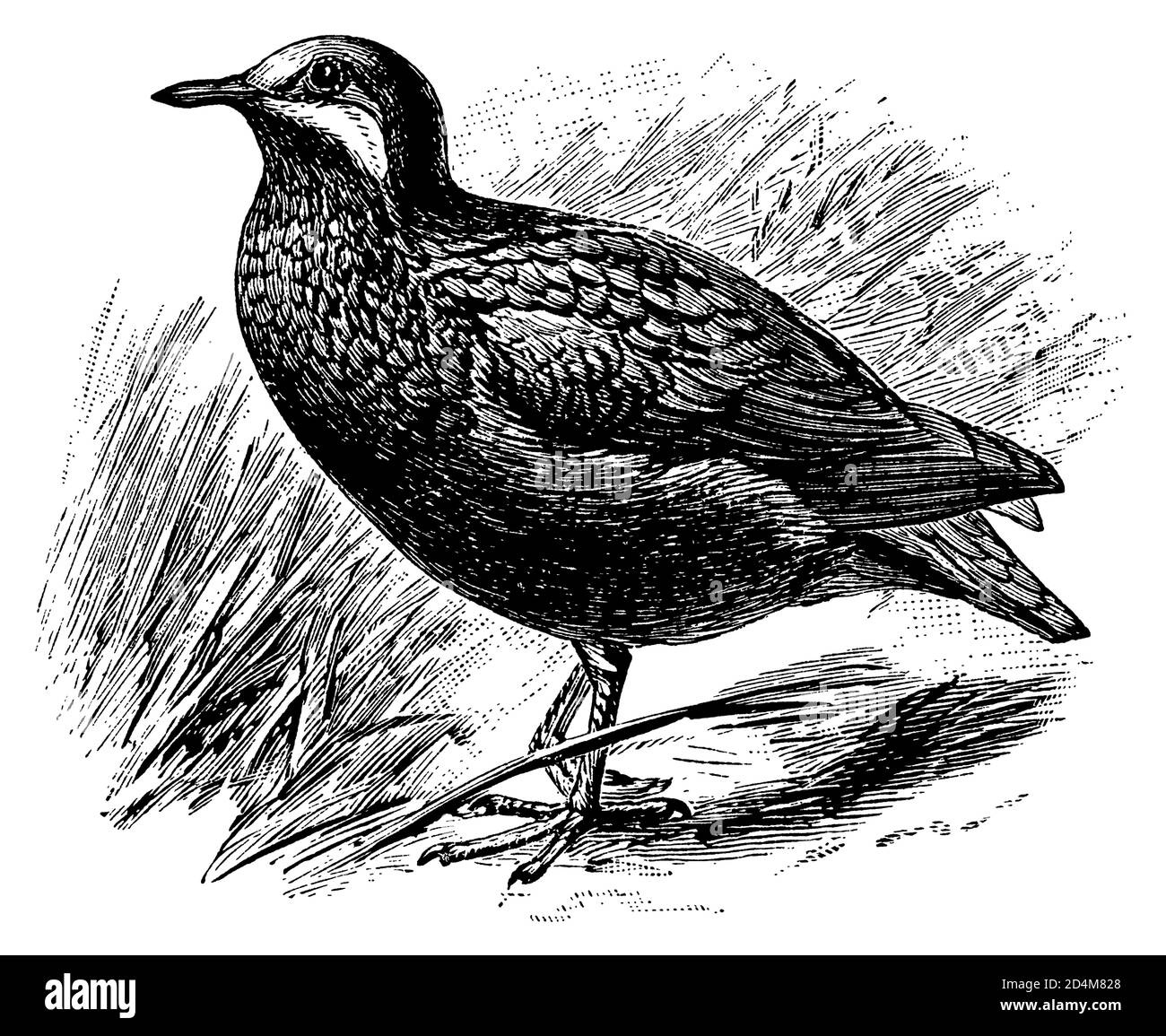 Vintage illustration of a quail dove (isolated on white). Published in Systematischer Bilder-Atlas zum Conversations-Lexikon, Ikonographische Encyklop Stock Photo