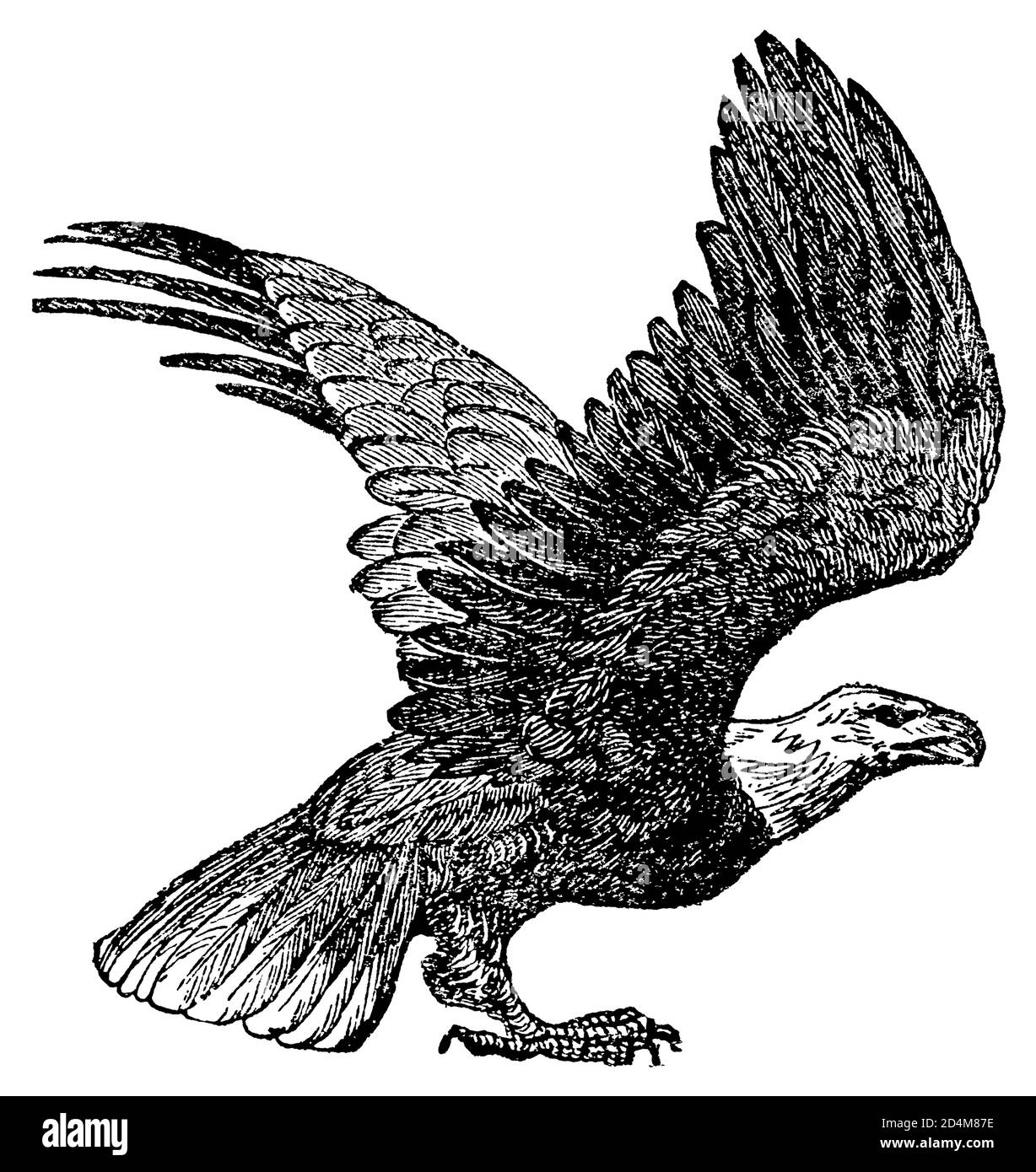 Vintage engraving of a bald eagle (isolated on white). Published in Systematischer Bilder-Atlas zum Conversations-Lexikon, Ikonographische Encyklopaed Stock Photo