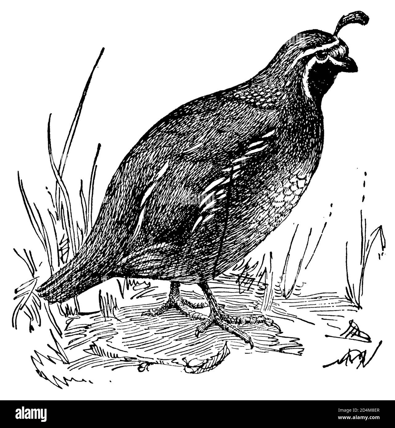 Quail Black and White Stock Photos & Images Alamy