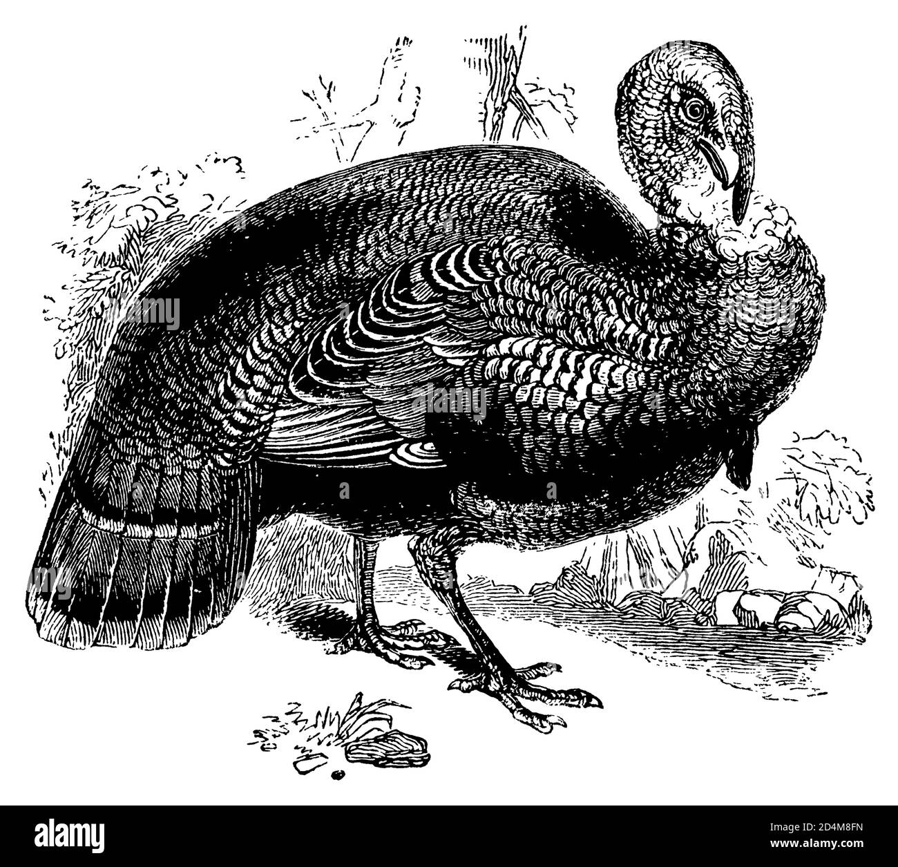 Antique 19th-century engraving of a wild turkey (isolated on white). Published in Systematischer Bilder-Atlas zum Conversations-Lexikon, Ikonographisc Stock Photo