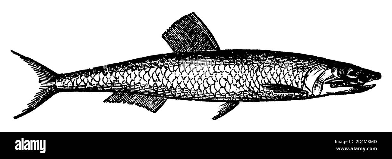 Vintage engraving of an anchovy fish (isolated on white). Published in Systematischer Bilder-Atlas zum Conversations-Lexikon, Ikonographische Encyklop Stock Photo