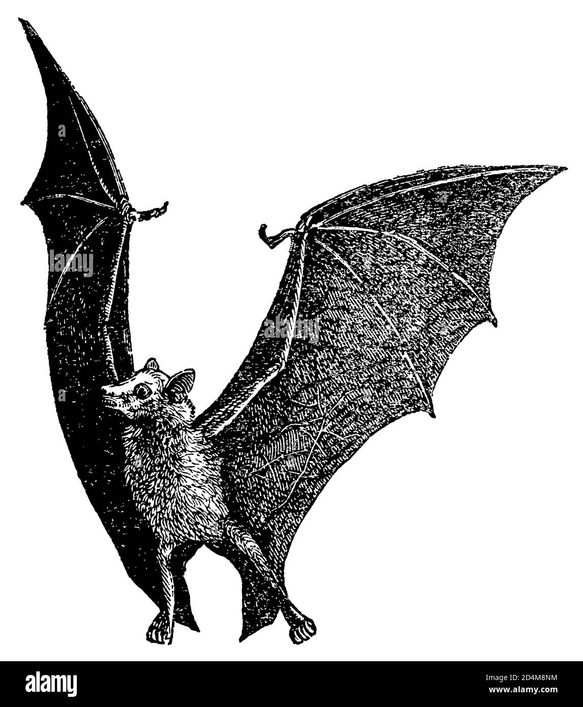 Antique 19th-century illustration of a flying fox (isolated on white). Published in Systematischer Bilder-Atlas zum Conversations-Lexikon, Ikonographi Stock Photo