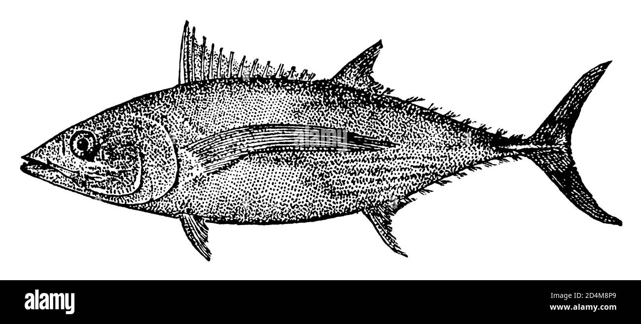 Antique 19th-century engraving of an albacore tuna fish (isolated on white). Published in Systematischer Bilder-Atlas zum Conversations-Lexikon. Stock Photo