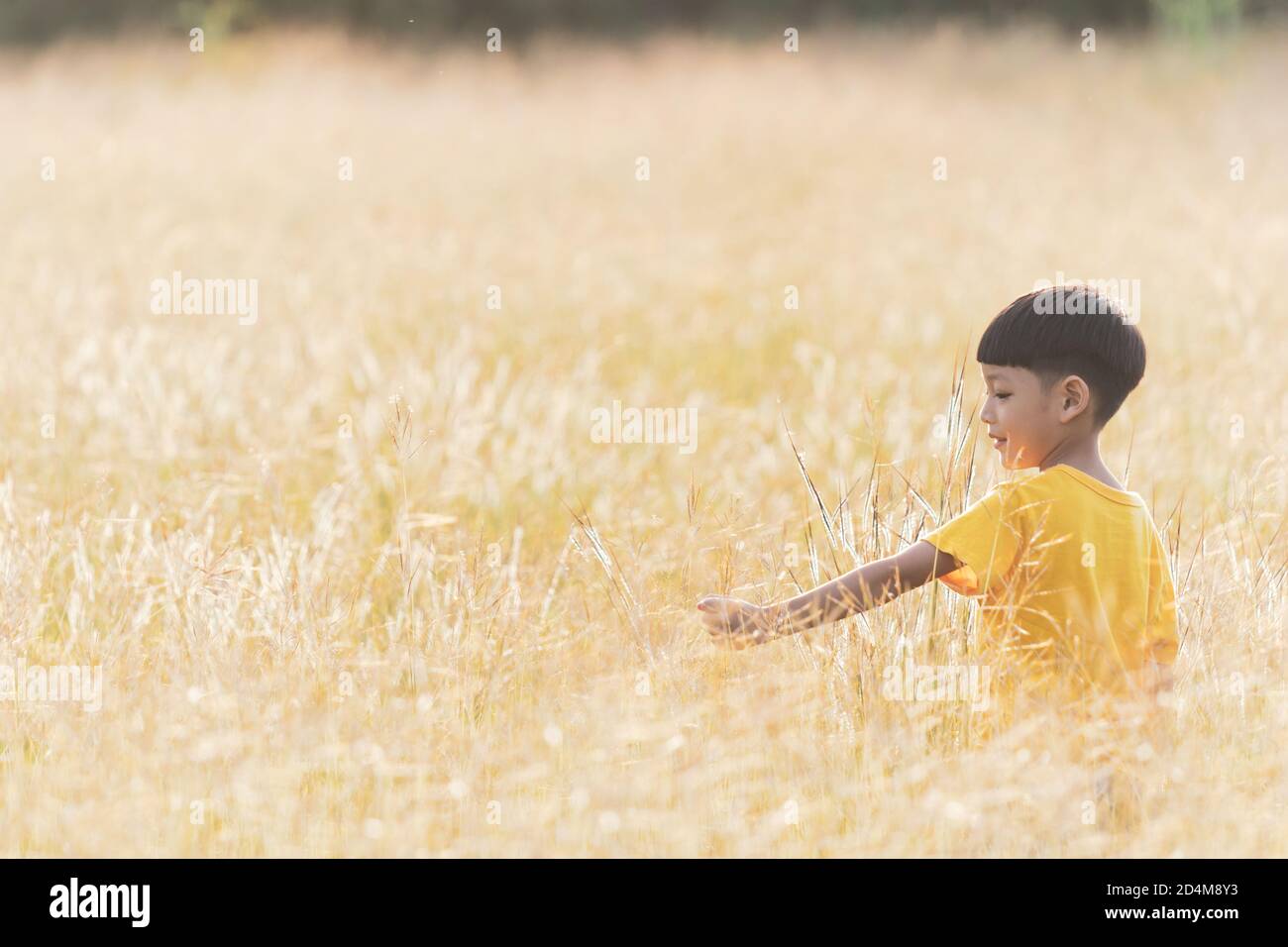 Happy asian child standing in grass on the field. Little child picks flowering grass outdoors in nature. Stock Photo