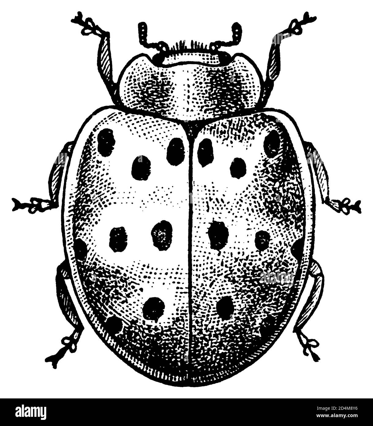 Antique 19th-century engraving of a lady beetle (isolated on white). Published in Systematischer Bilder-Atlas zum Conversations-Lexikon, Ikonographisc Stock Photo