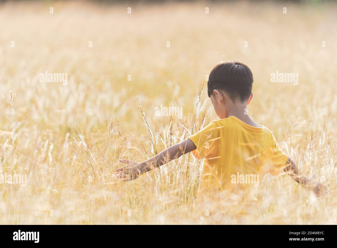 Happy asian child standing in grass on the field. Little child picks flowering grass outdoors in nature. Stock Photo