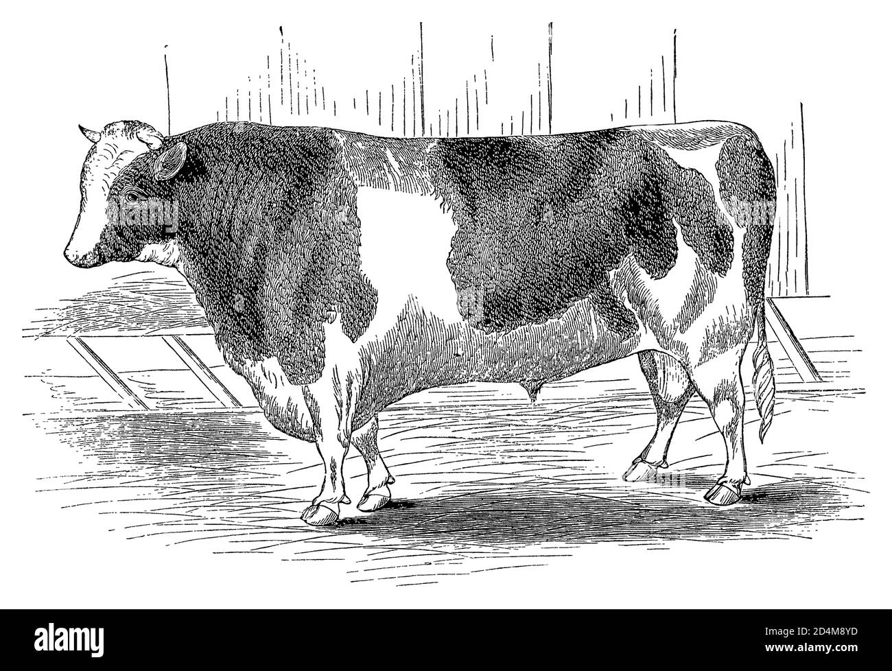 Antique 19th-century engraving of a bull (isolated on white). Published in Systematischer Bilder-Atlas zum Conversations-Lexikon, Ikonographische Ency Stock Photo