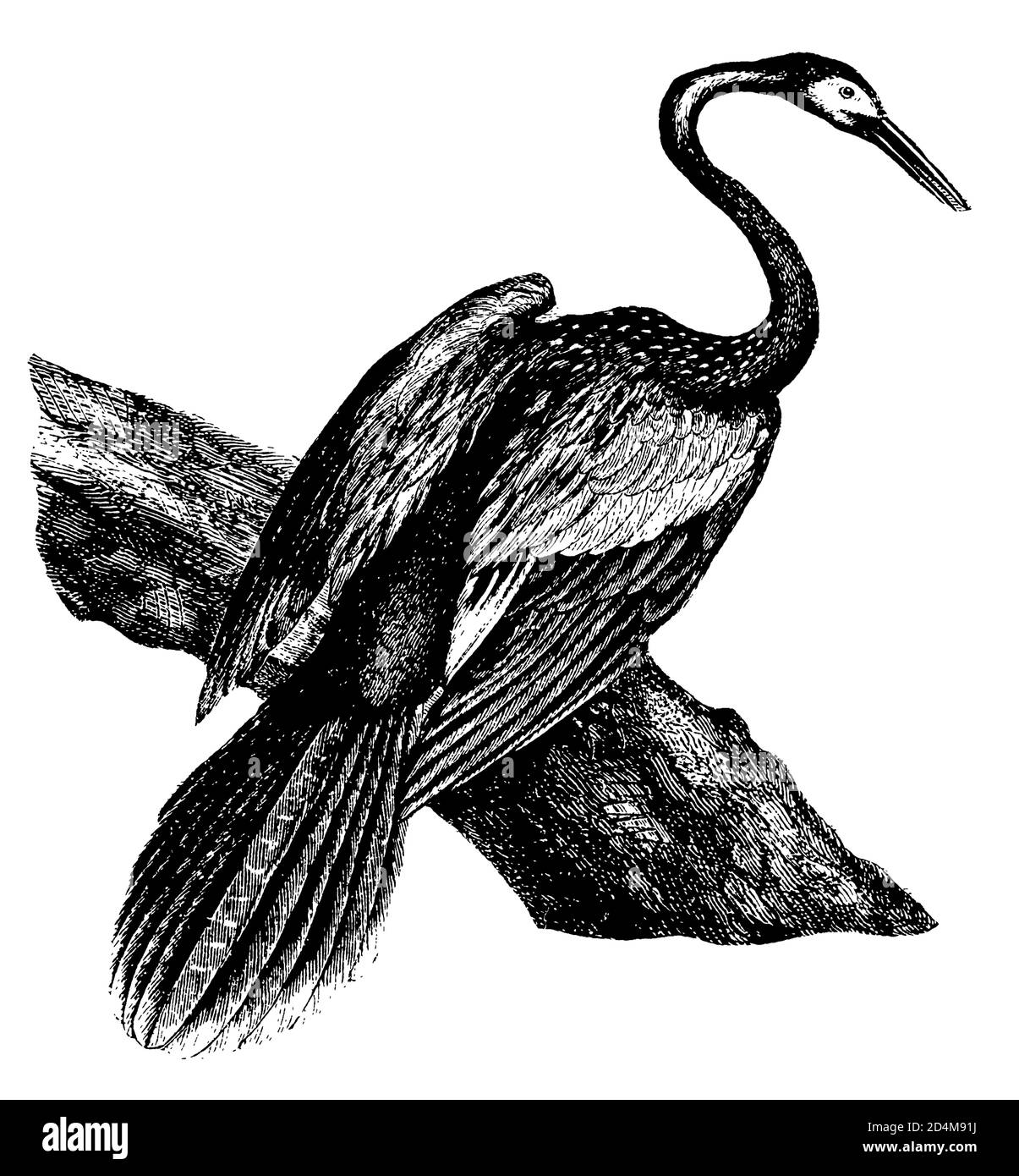 Antique 19th-century illustration of an anhinga bird (isolated on white). Published in Systematischer Bilder-Atlas zum Conversations-Lexikon, Ikonogra Stock Photo